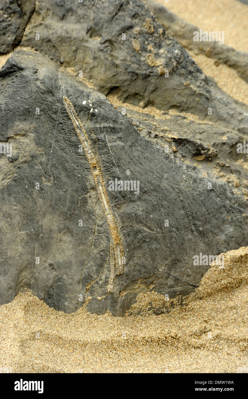 Crinoïde fossile dans Rock à Barry Banque D'Images
