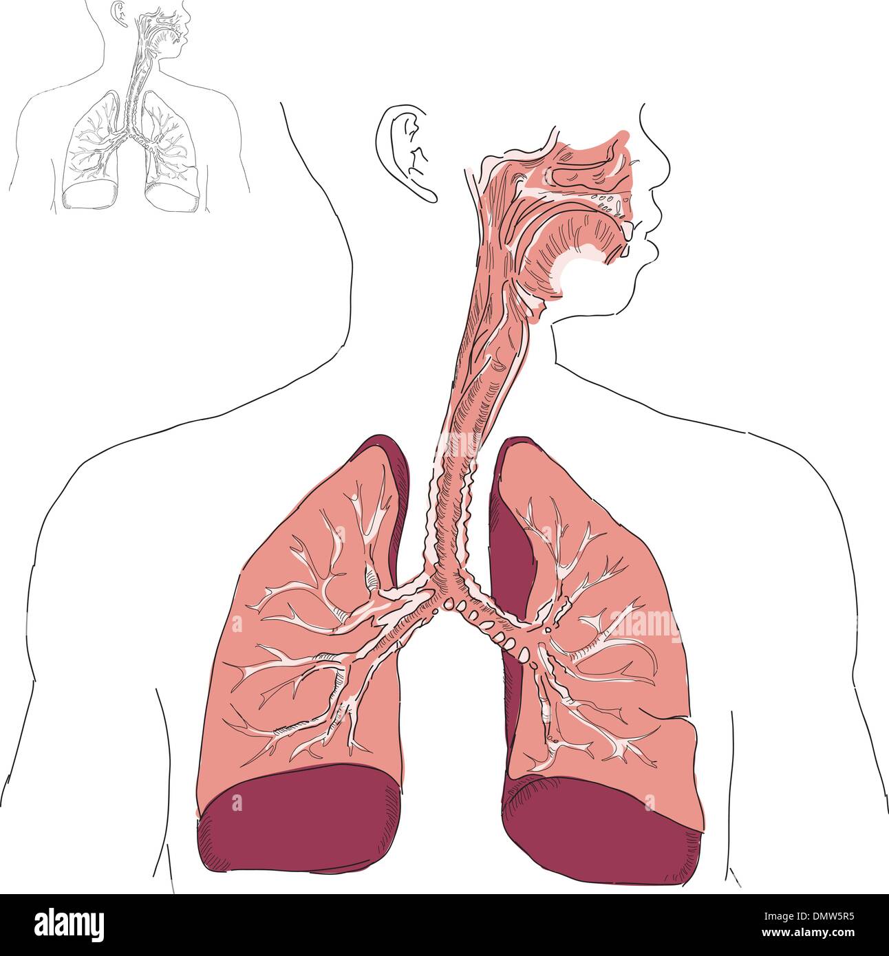 Système respiratoire et l'Actinomycose Illustration de Vecteur