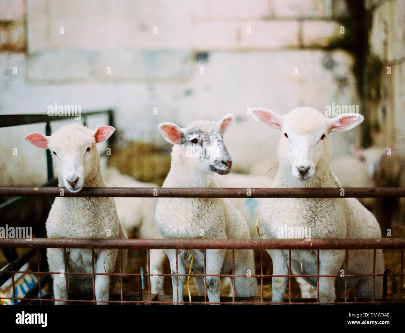 Trois jeunes agneaux dans un stylo dans une grange de ferme. Le temps de l'agnelage. Banque D'Images