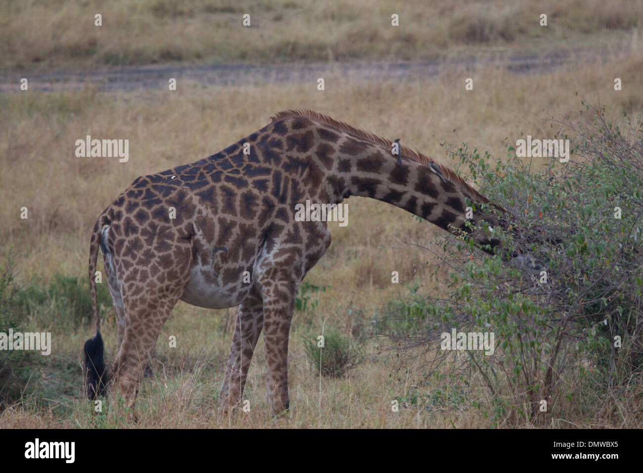 Recherche girafe dans un arbre de l'alimentation Banque D'Images