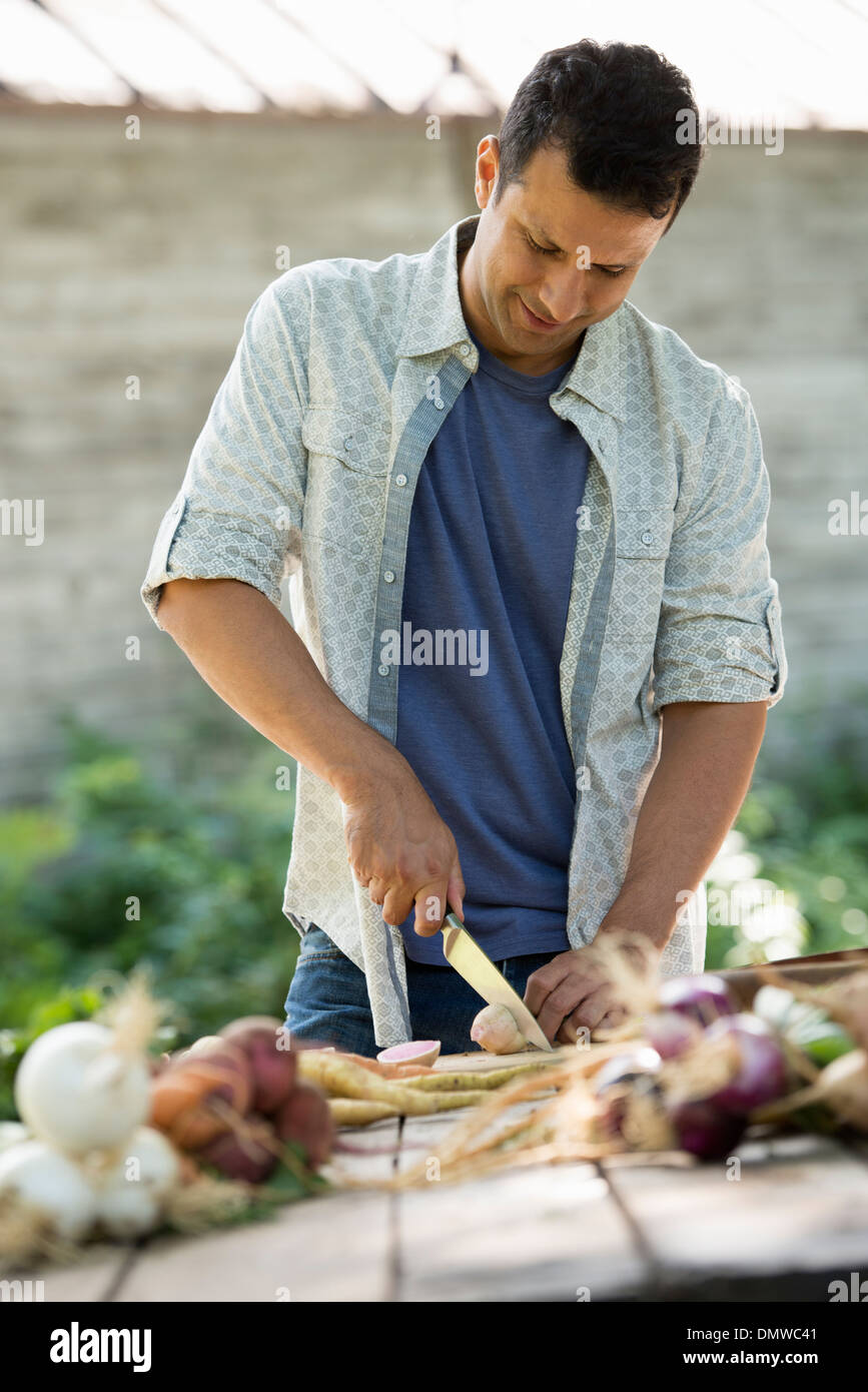 Le tri et à couper les légumes et fruits fraîchement cueillis. Un homme à l'aide d'un couteau tranchant. Banque D'Images