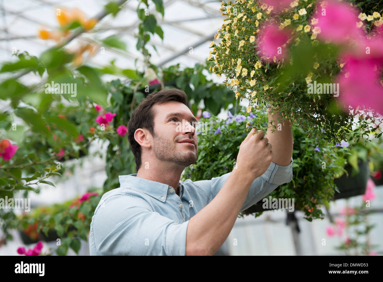 Une pépinière de fleurs biologiques. Un homme travaillant tending plants. Banque D'Images