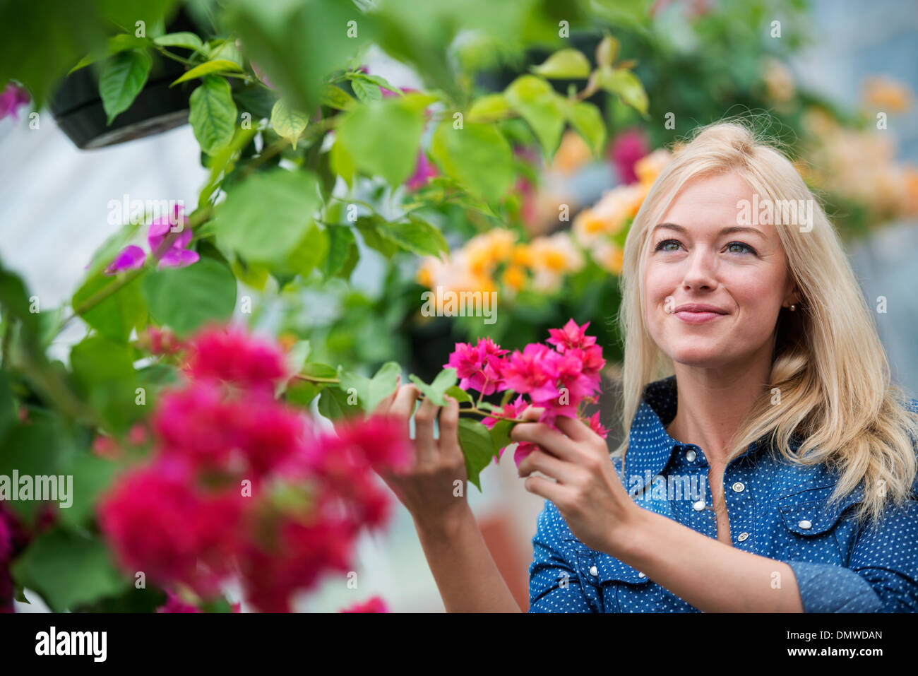 Une pépinière de fleurs biologiques. Une femme qui travaille. Banque D'Images