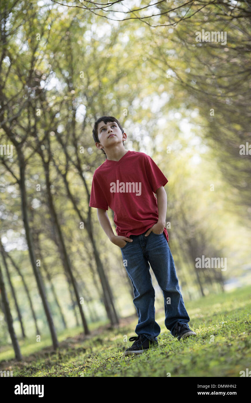 Un jeune garçon dans les bois à la recherche autour de curieusement. Banque D'Images