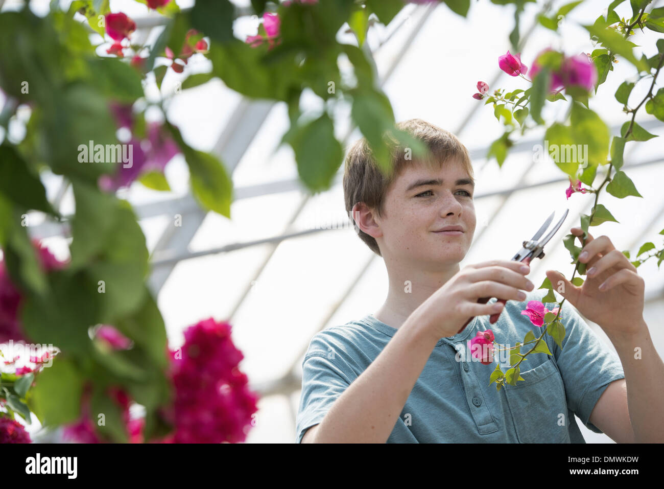 Un jeune garçon travaillant dans une serre pépinière biologique. Banque D'Images