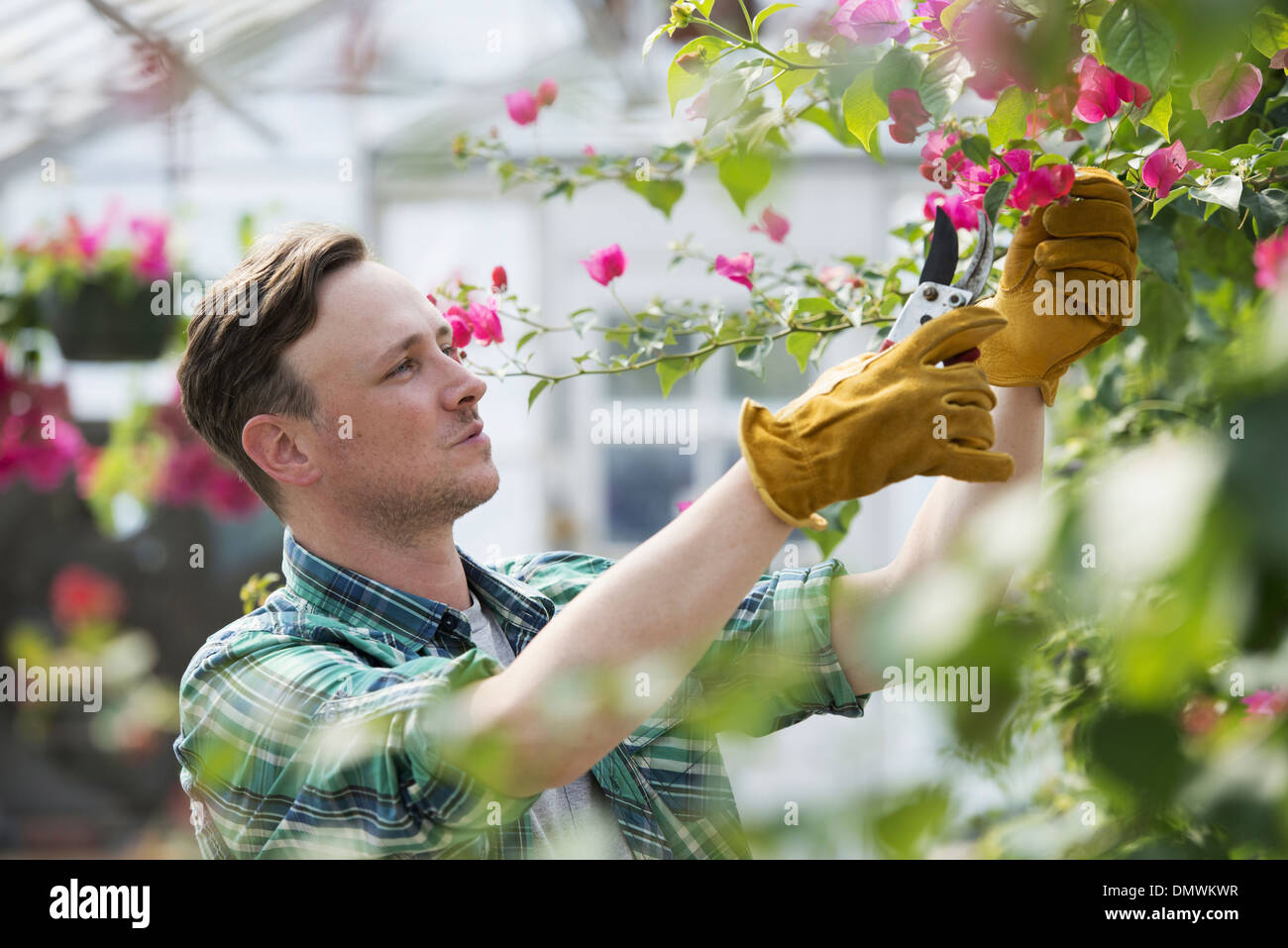 Un homme travaillant dans une serre pépinière biologique. Banque D'Images