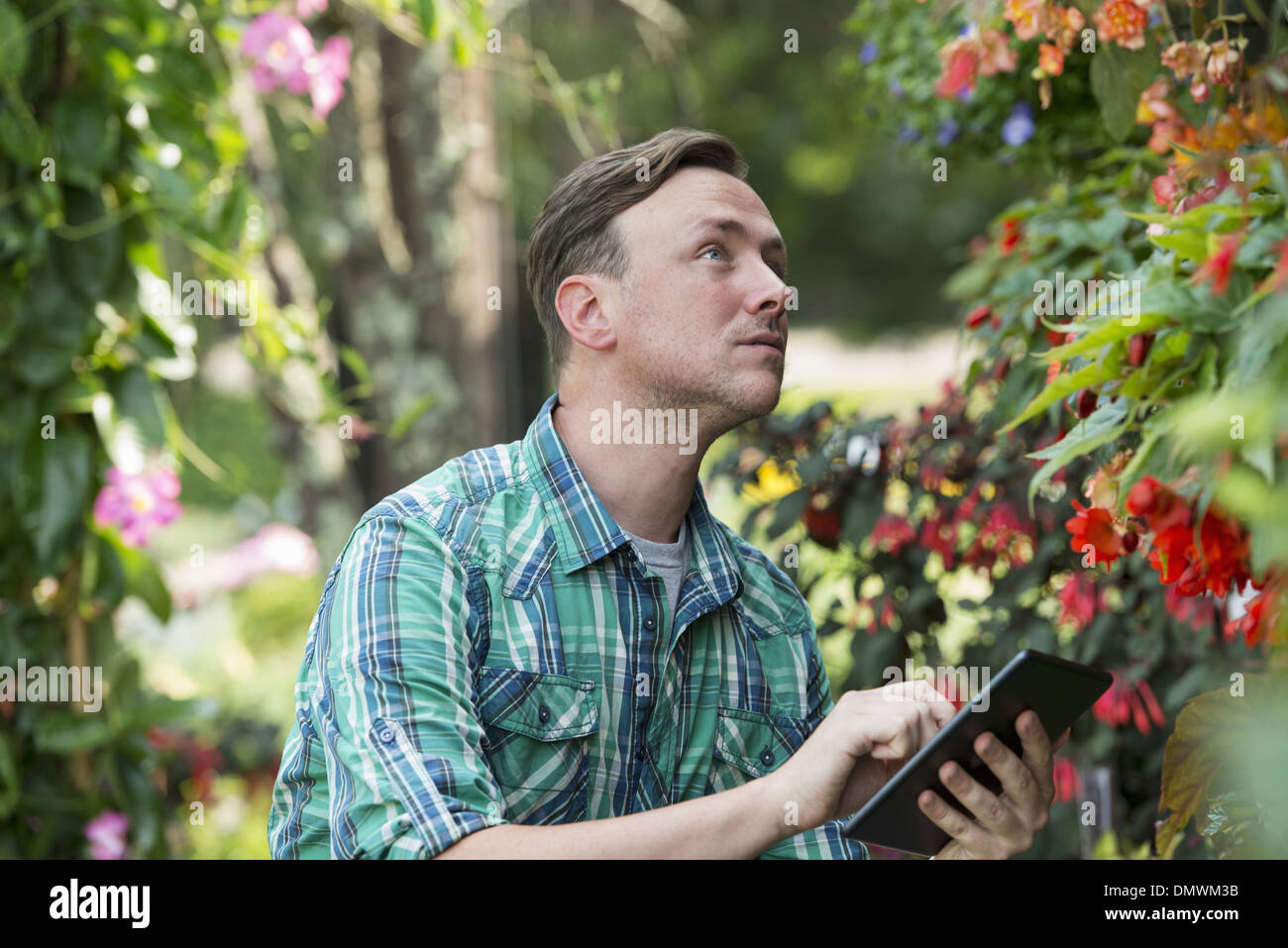 Un homme dans une serre pépinière biologique à l'aide d'une tablette numérique. Banque D'Images