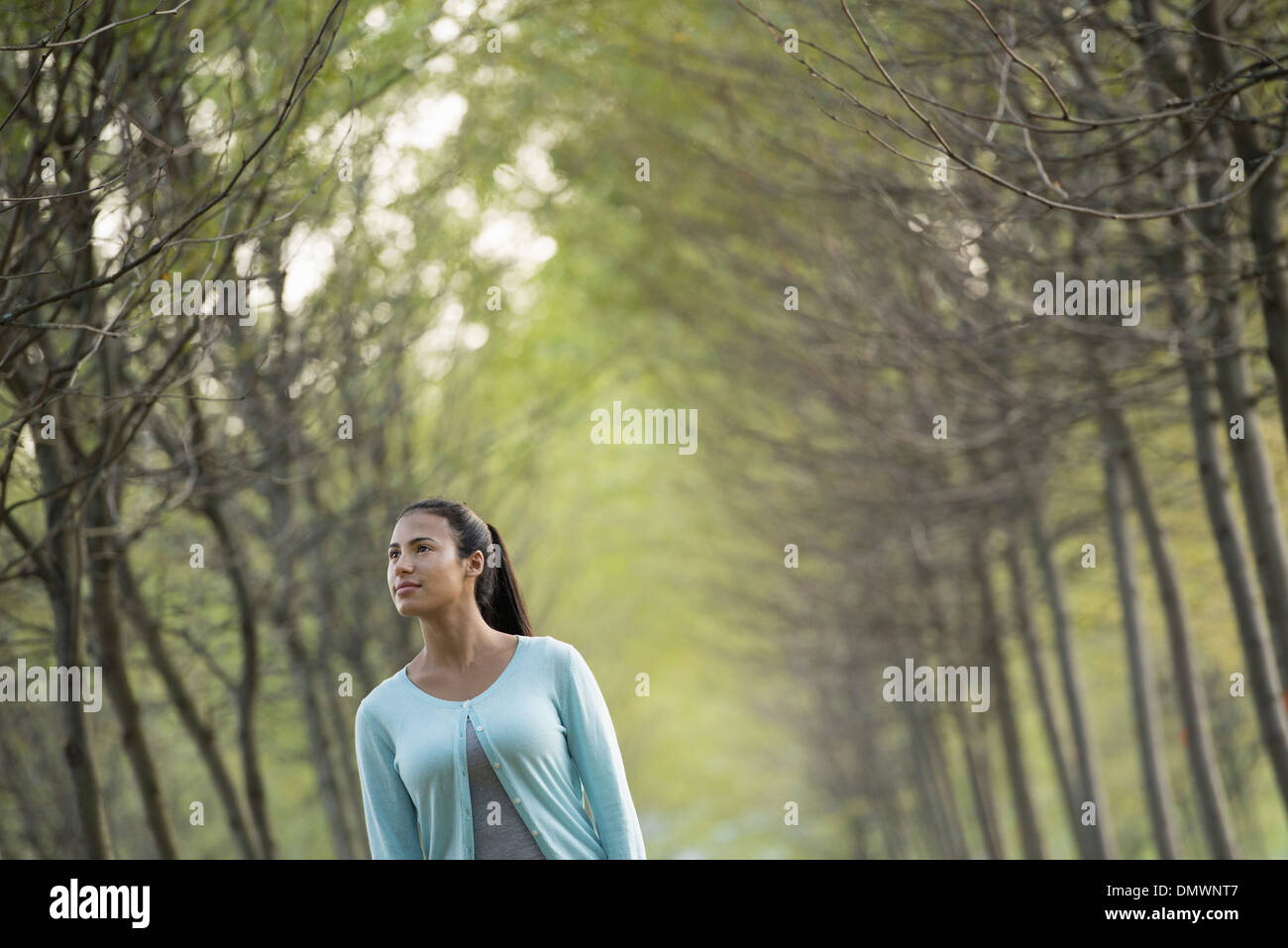 Une femme entre deux rangées d'arbres à la hausse. Banque D'Images