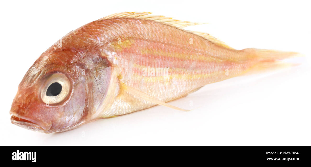 Poa de l'Asie du sud de poissons sur fond blanc Banque D'Images