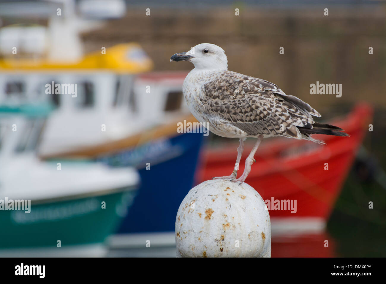 Les coques des bateaux colorés seagull fraserburgh Harbour Banque D'Images