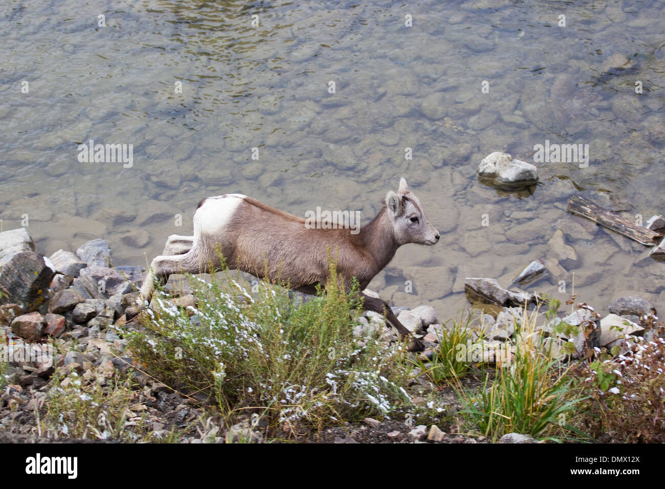 Mouflons - courir le long de rivière Ovis canadensis Montana, USA MA002979 Banque D'Images