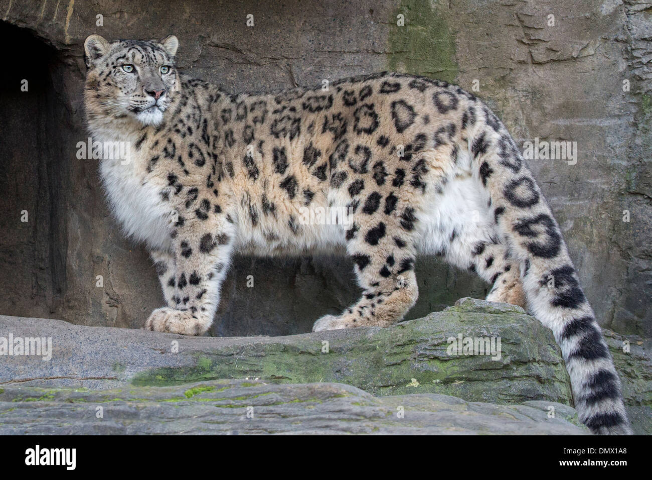 Leopard des neiges Banque de photographies et d’images à haute