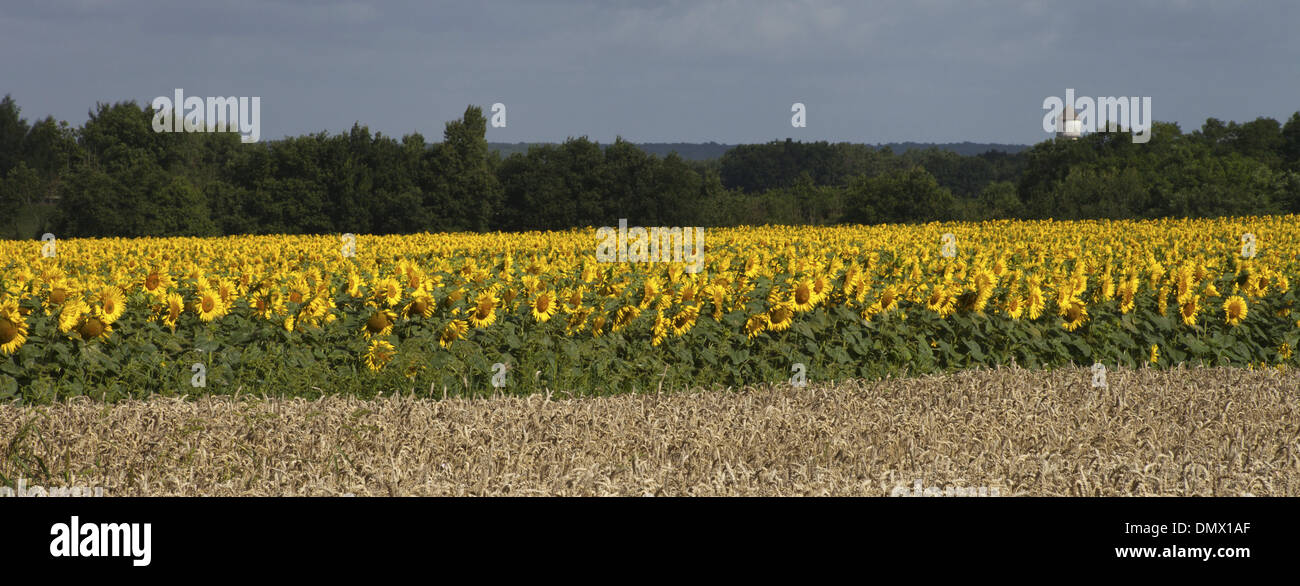 La récolte de tournesol avec champ d'orge blé en premier plan et la tour de l'eau et arbres en arrière-plan. Banque D'Images