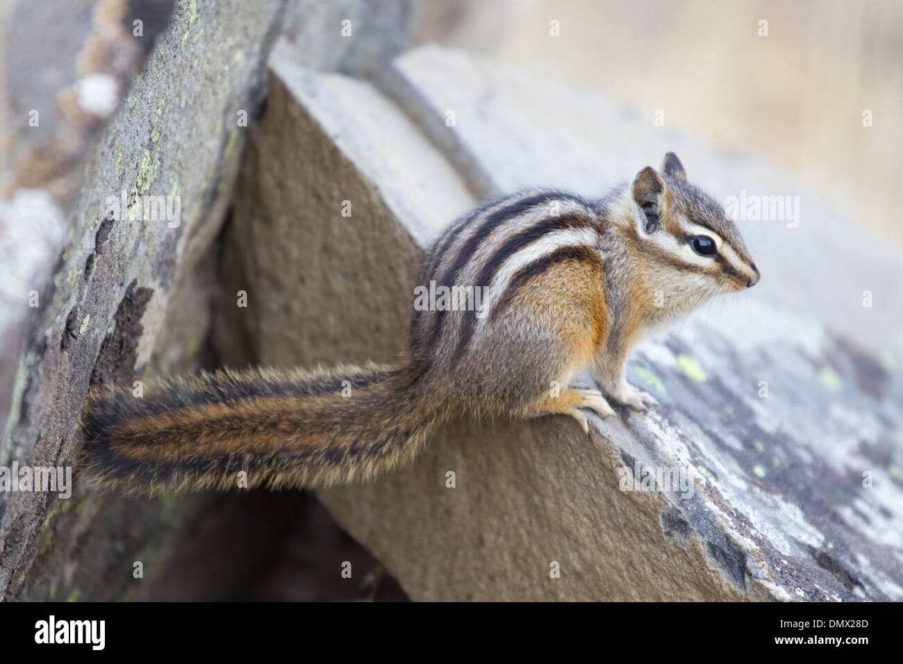 Le Tamia mineur Tamias minimus Parc National de Yellowstone au Wyoming, USA MA002647 Banque D'Images