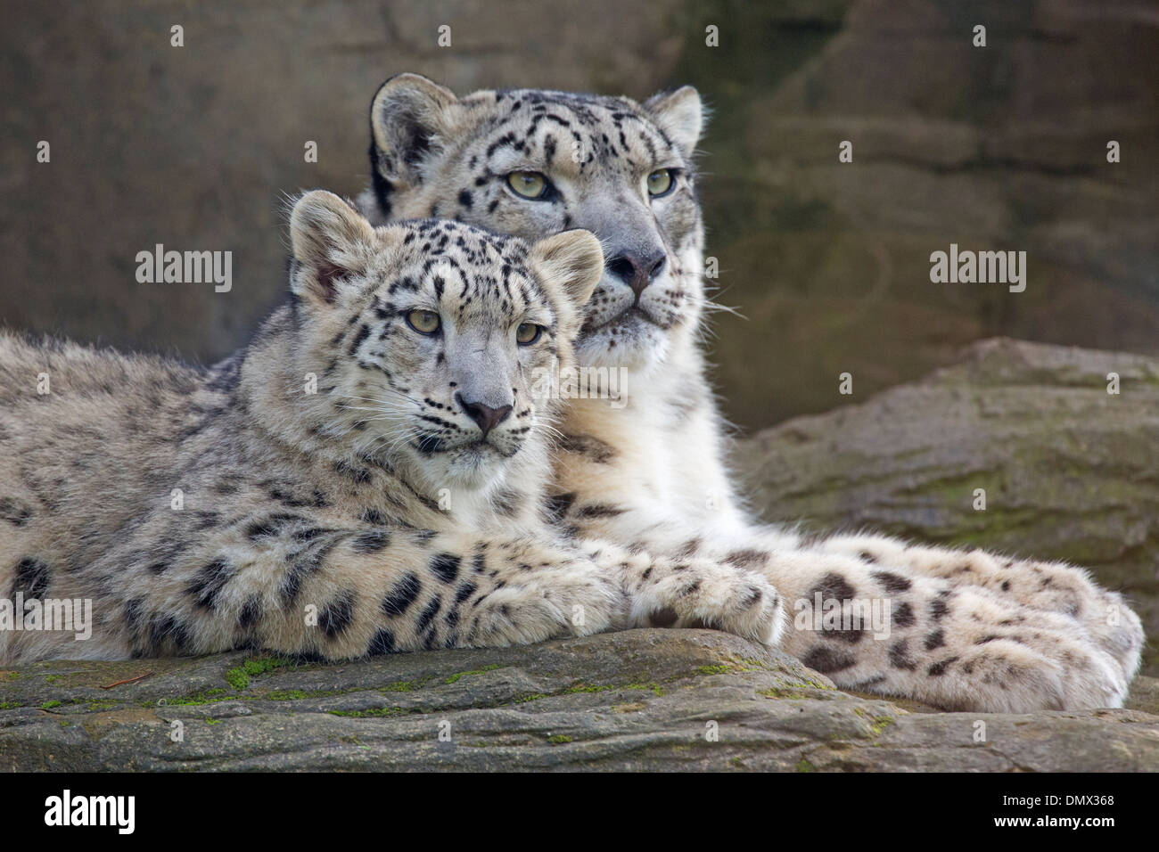 Snow Leopard avec elle 6 mois cub Banque D'Images