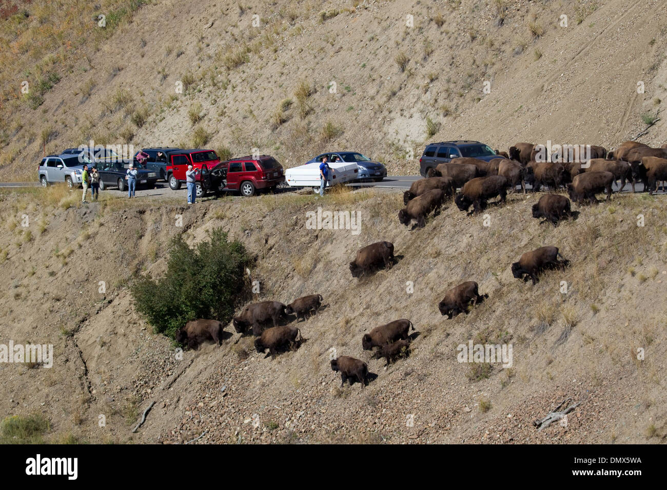 Bison - sur route causant des embouteillages Bison bison Parc National de Yellowstone au Wyoming. USA MA002760 Banque D'Images