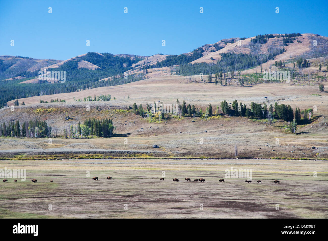 Troupeau de bisons - voyager dans l'Lamar Valley Bison bison Parc National de Yellowstone au Wyoming. USA MA002826 Banque D'Images