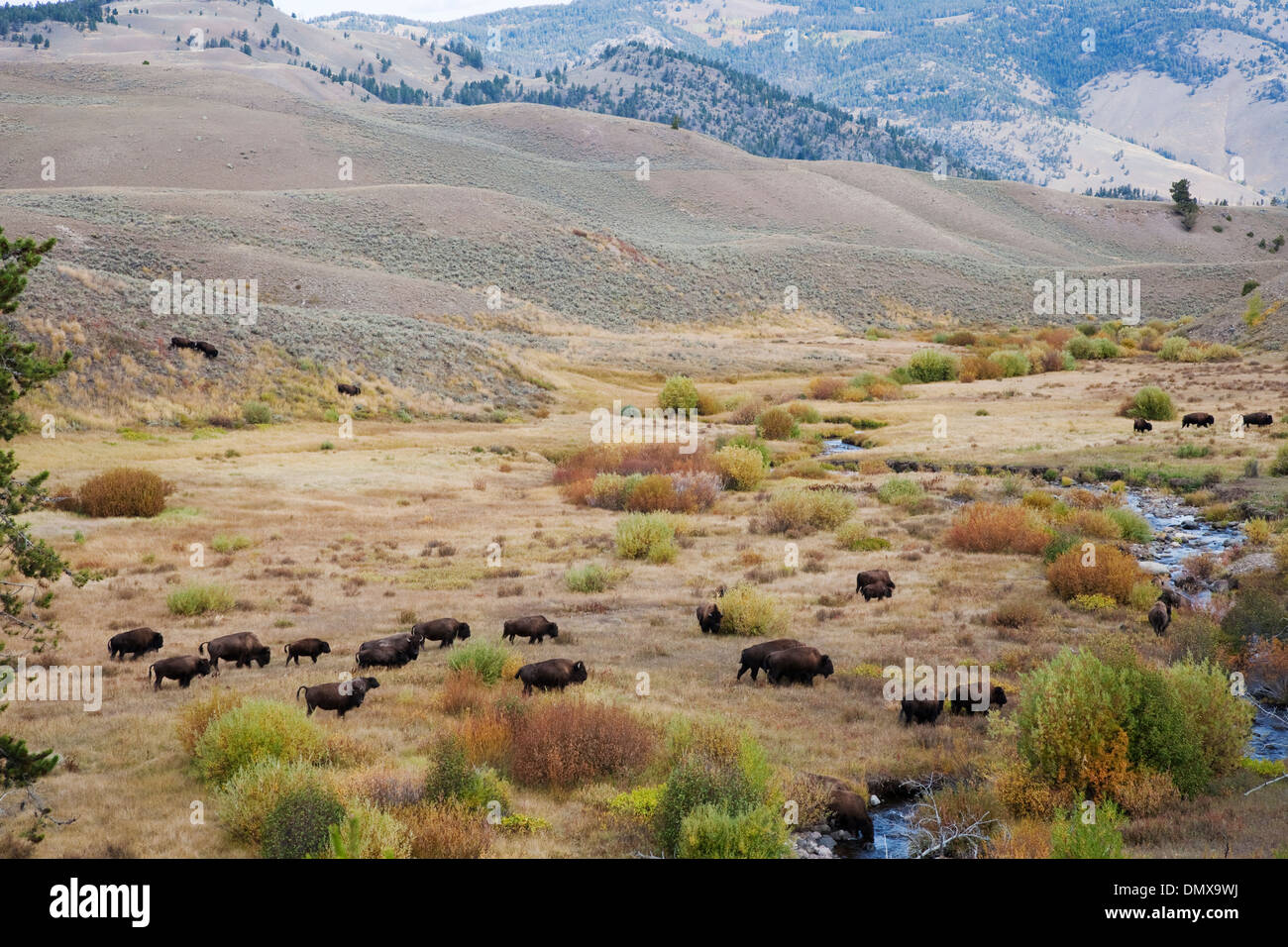 - Passage du troupeau de bisons vally en automne Bison bison Parc National de Yellowstone au Wyoming. USA MA002827 Banque D'Images