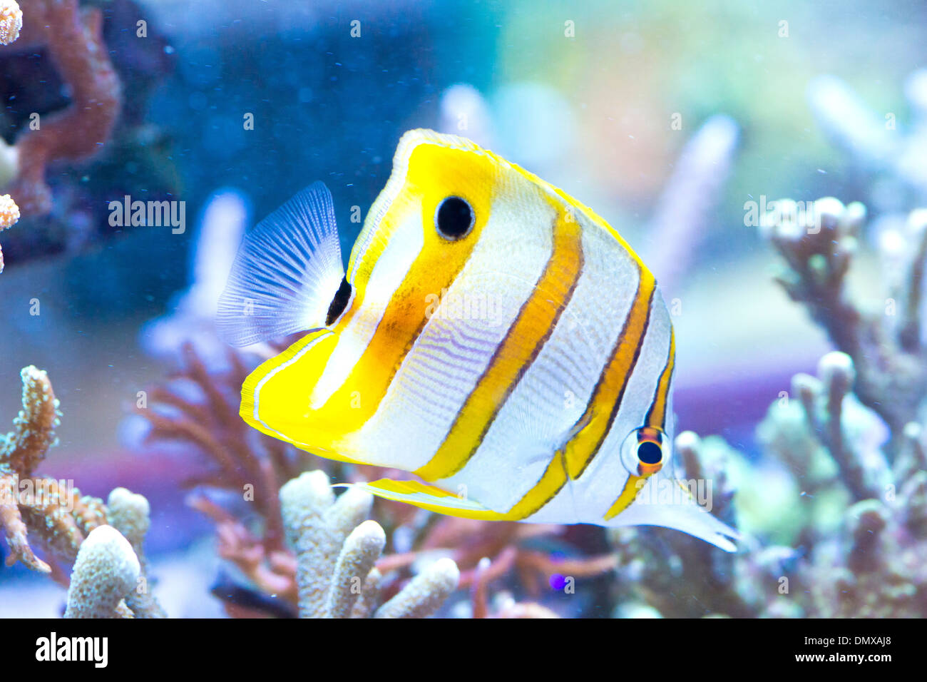 Chelmon Rostratus chelmon à bec médiocre () - Poisson de mer colorés Banque D'Images