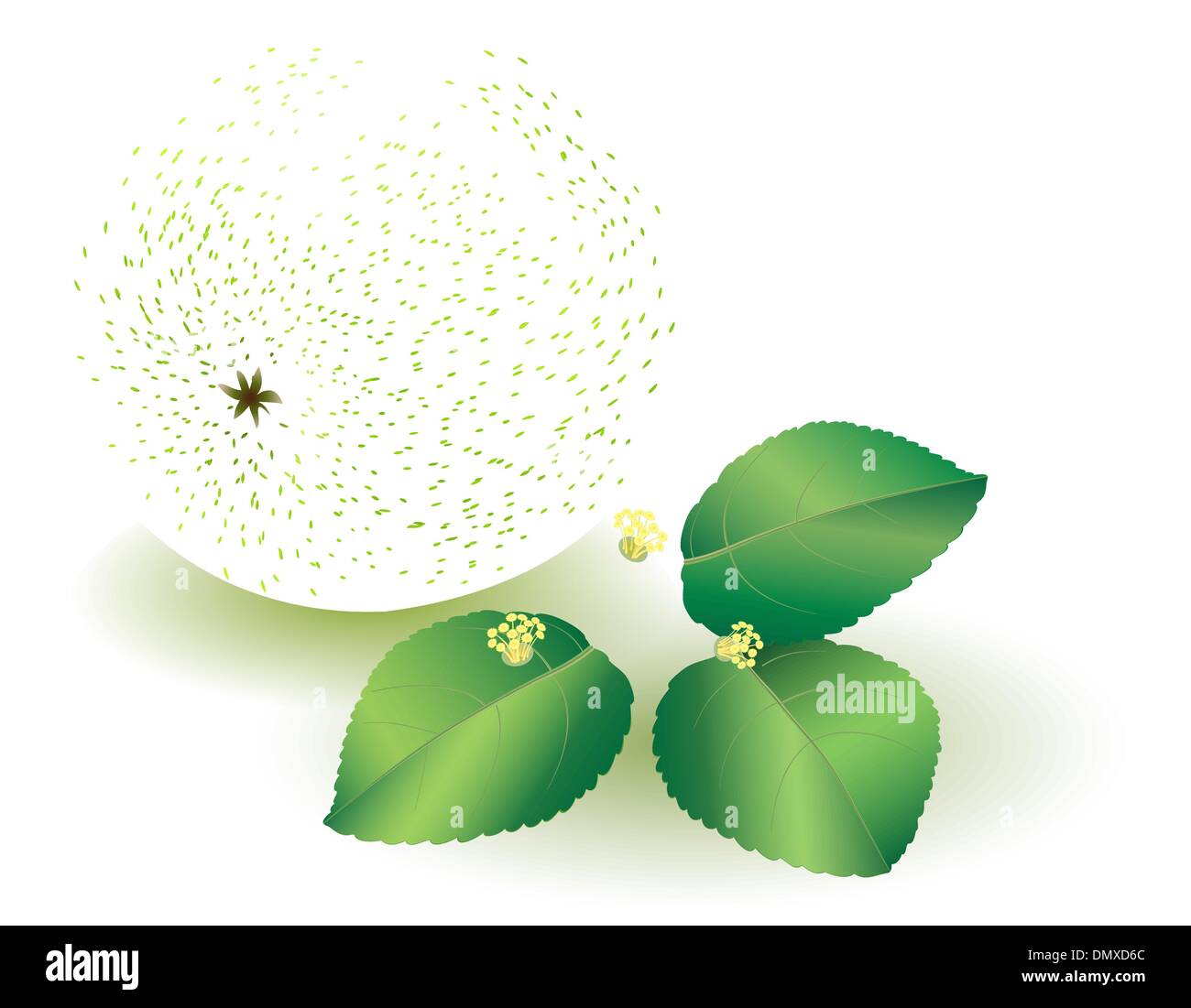 La pomme verte avec des fleurs et feuilles Illustration de Vecteur