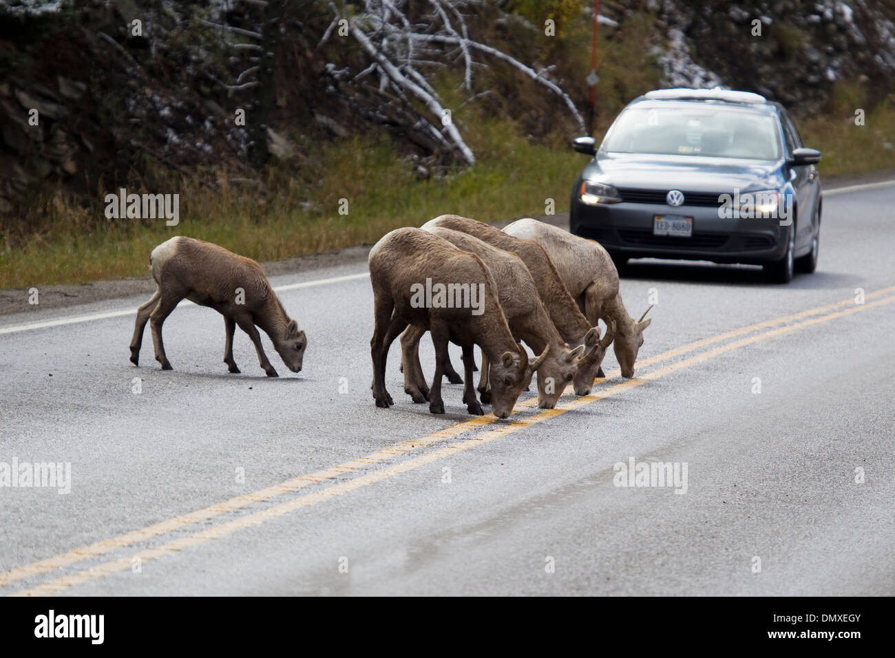 Mouflons - lécher le sel de route et bloque le trafic Ovis canadensis  Montana, USA MA002969 Photo Stock - Alamy