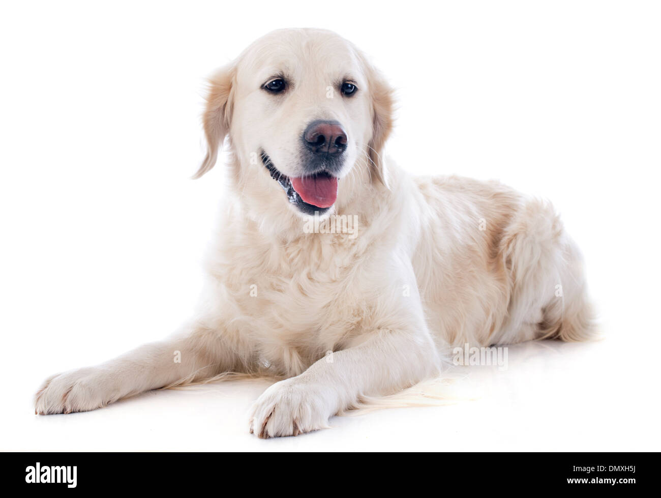 Golden retriever pure race, devant un fond blanc Banque D'Images Golden retriever pure race, devant un fond blanc Banque D'Images