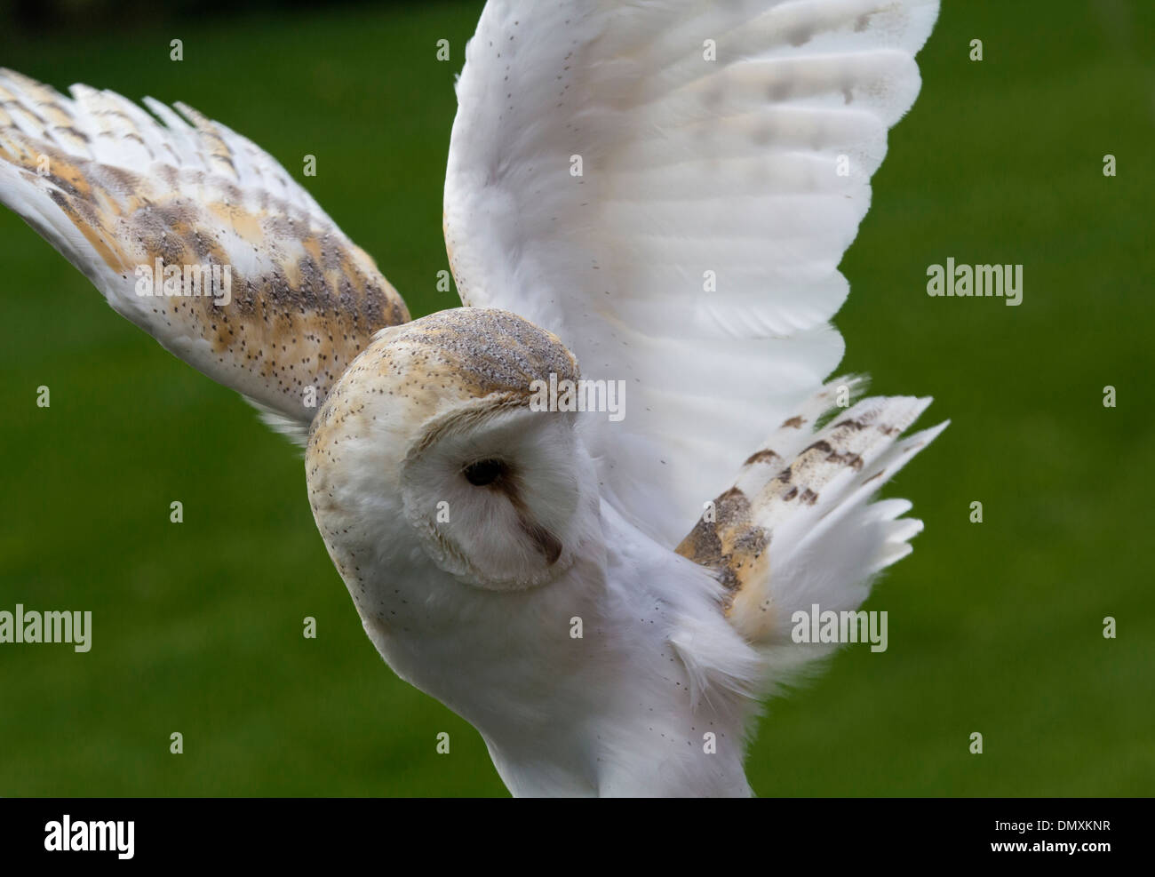 Barn Owl, ailes déployées Banque D'Images