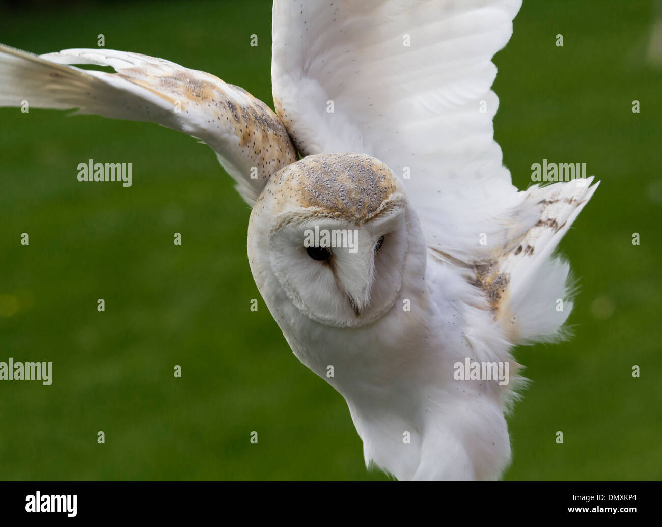 Barn Owl, ailes déployées Banque D'Images