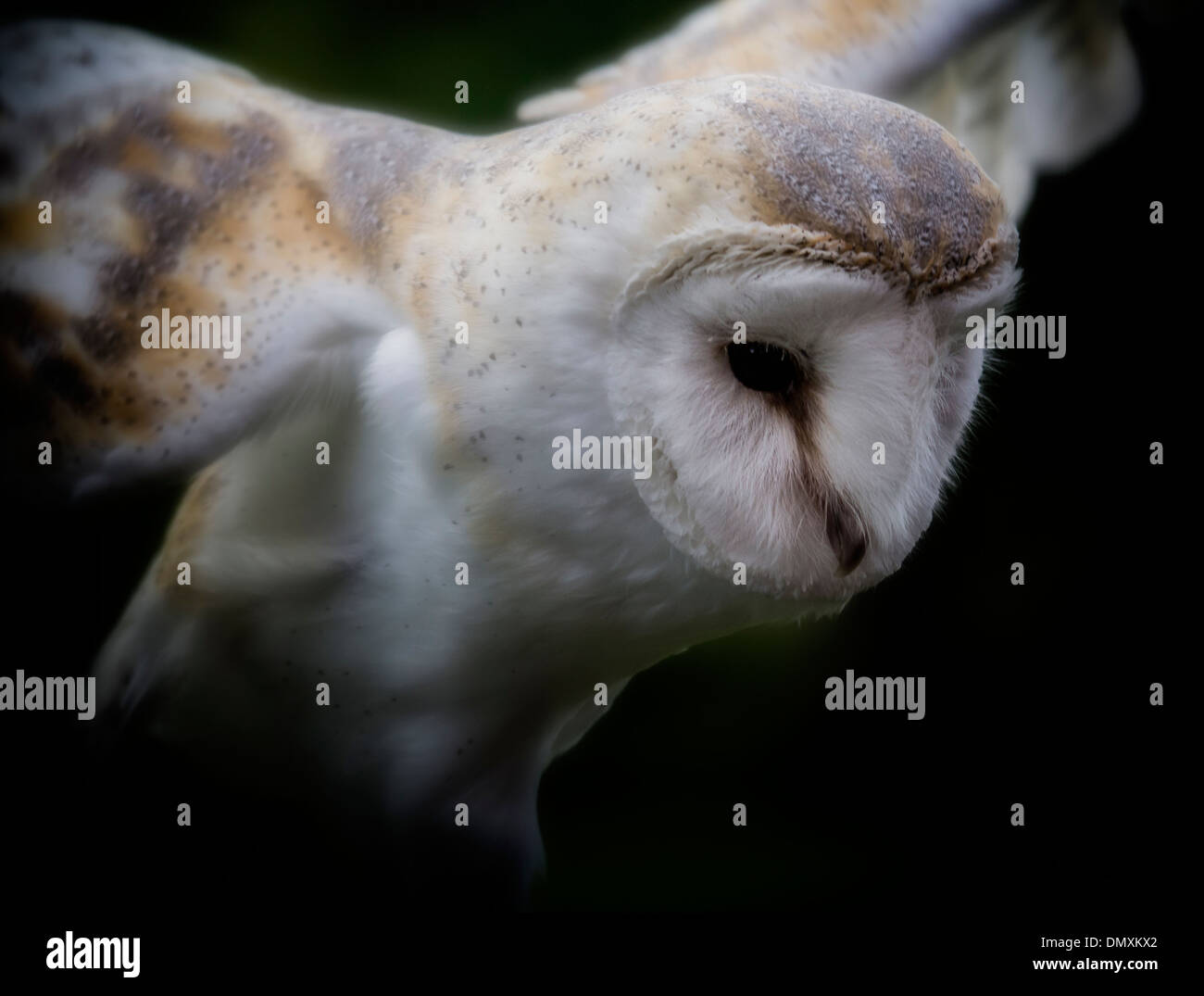 Barn Owl, regardant vers le bas, ailes déployées, vignette sombre Banque D'Images