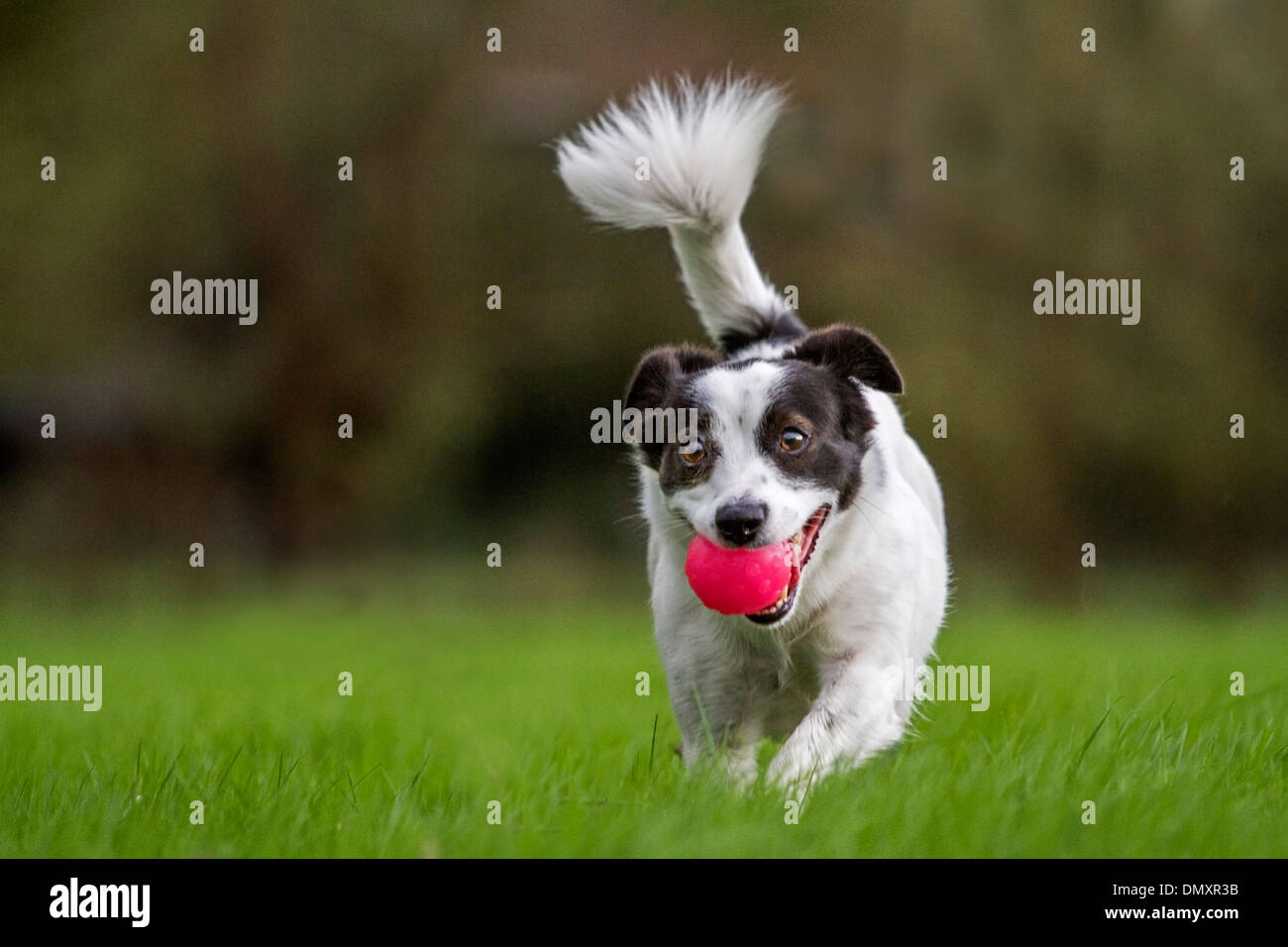 Ludique heureux Jack Russell Terrier chien qui court à l'extérieur sur la pelouse au jardin avec balle en bouche Banque D'Images
