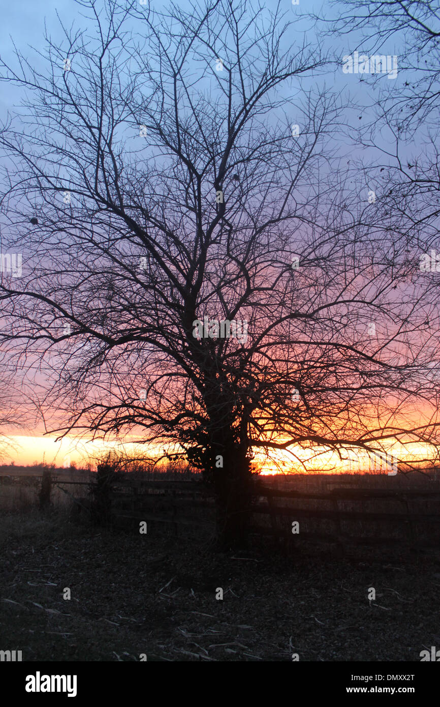 Arbre généalogique pays coucher du soleil Banque D'Images