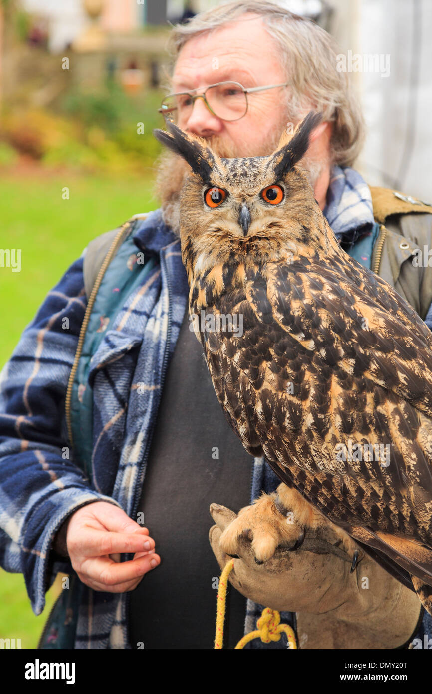 Falconer contre les guerriers tenant une tame Grand Owl (Bubo bubo) utilisé pour le contrôle des parasites sur l'écran. Pays de Galles, Royaume-Uni Banque D'Images