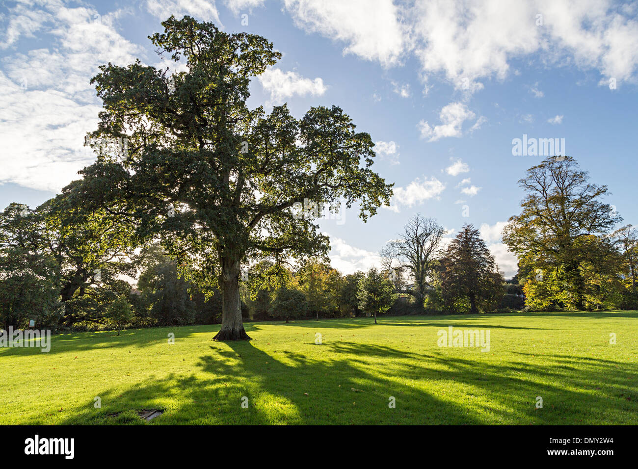 Casting dans l'ombre des arbres, parc Co., Cahir Tipperary, Ireland Banque D'Images