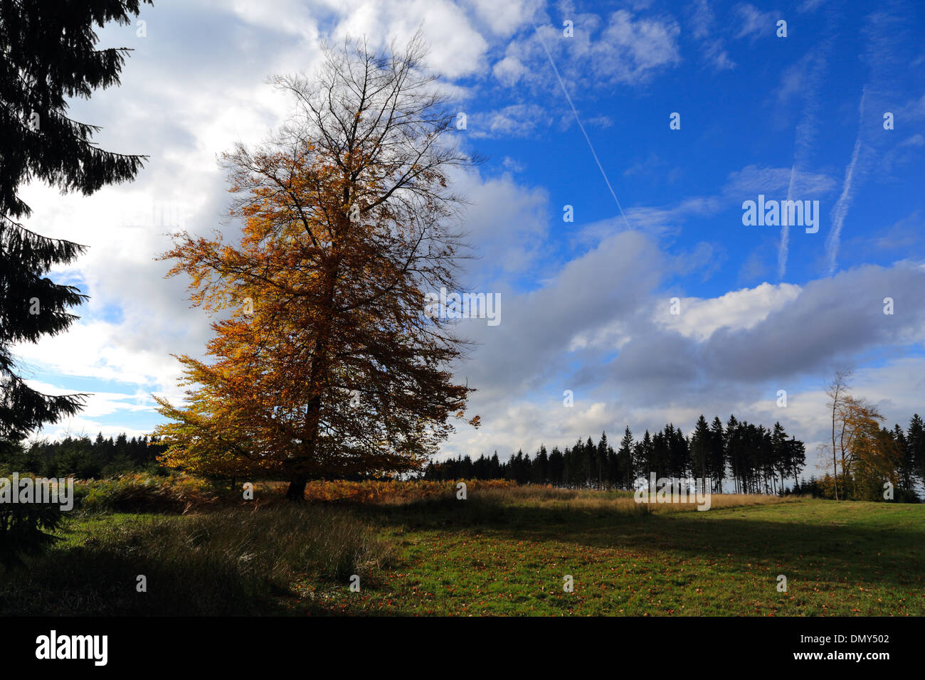Un oranger dans une forêt verte avec bleu blanc ciel. paysage, personne ne Banque D'Images