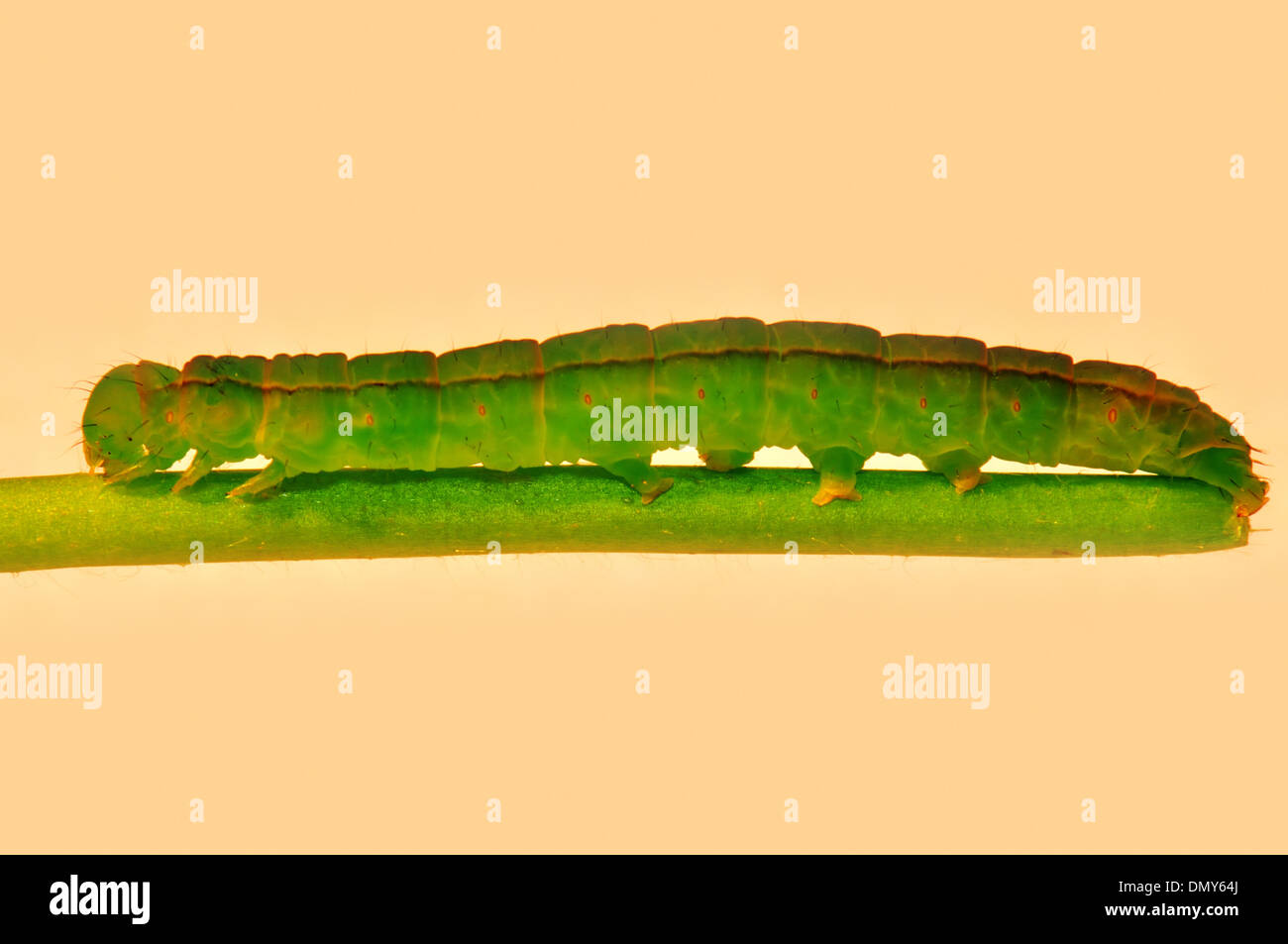 Chenille ou larve du papillon,Scoliopteryx libatrix Herald. Banque D'Images