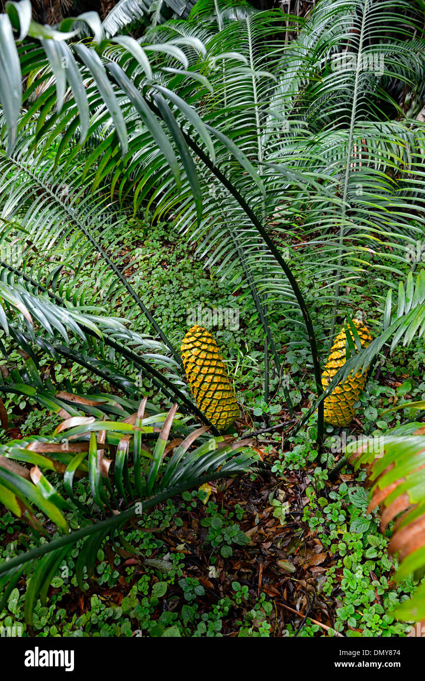 Encephalartos villosus Xhosa de cycadales du pauvre forme naine Plante feuilles de frondes feuillage attrayant cône jaune Banque D'Images