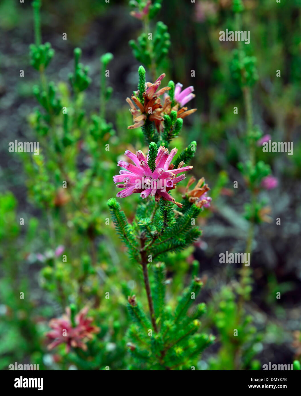 Erica verticillata fleurs rose kirstenbosch blooming flower Banque D'Images