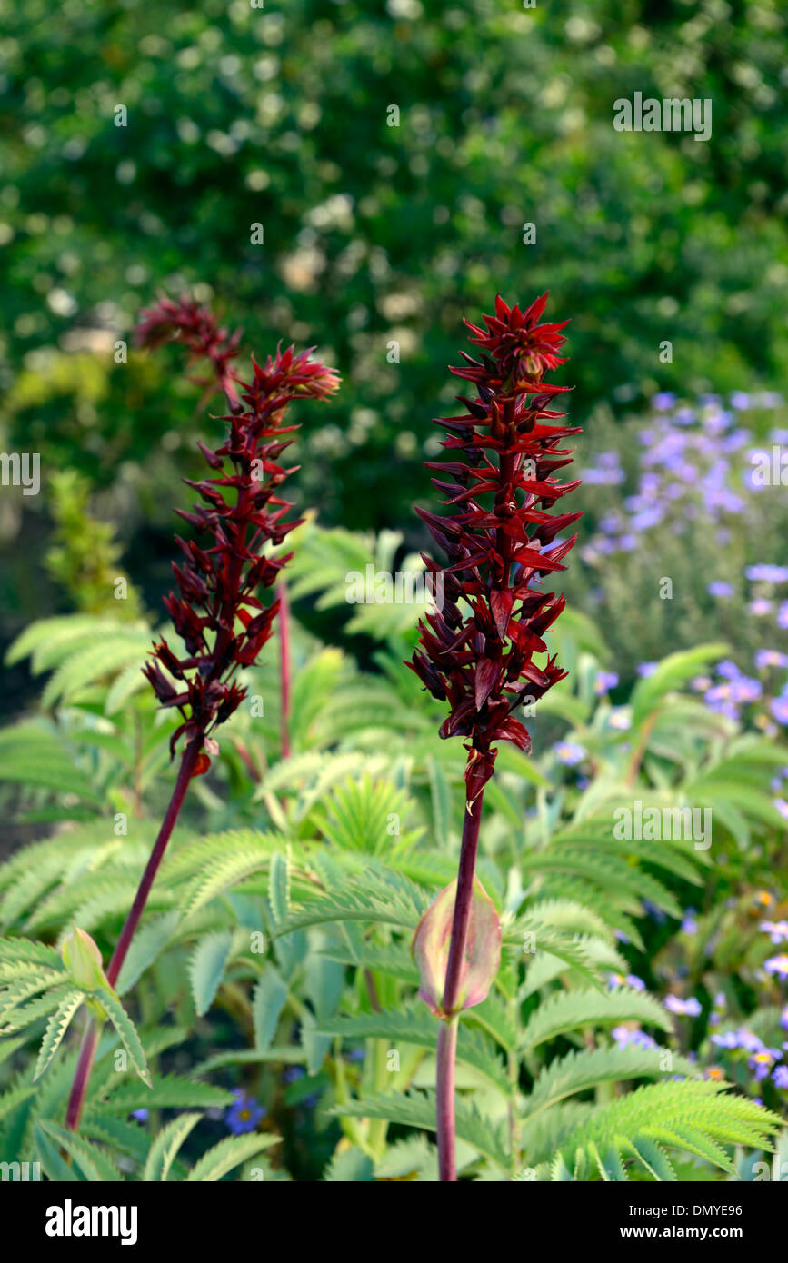 Melianthus major Fleur Miel miel de montagne Fleur géante rouge Fynbos fleur feuilles vert Banque D'Images Melianthus major Fleur Miel miel de montagne Fleur géante rouge Fynbos fleur feuilles vert Banque D'Images