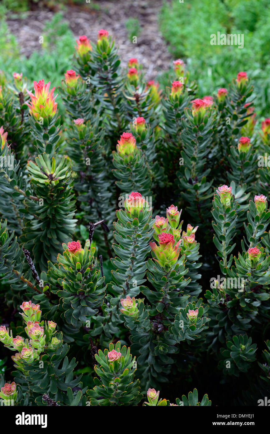 Mimetes cucullatus politique ou Red-Crested rooistompie stompie fynbos Pagode Banque D'Images