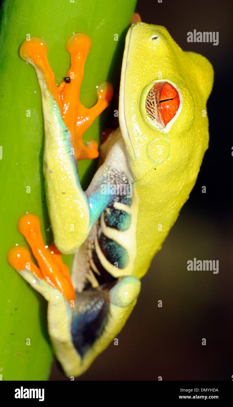 Une grenouille arboricole aux yeux rouges (agalychnis callidryas) s'accroche à une tige de la plante avec ses pieds suckered. Tortuguero, Parc National de Tortuguero Banque D'Images