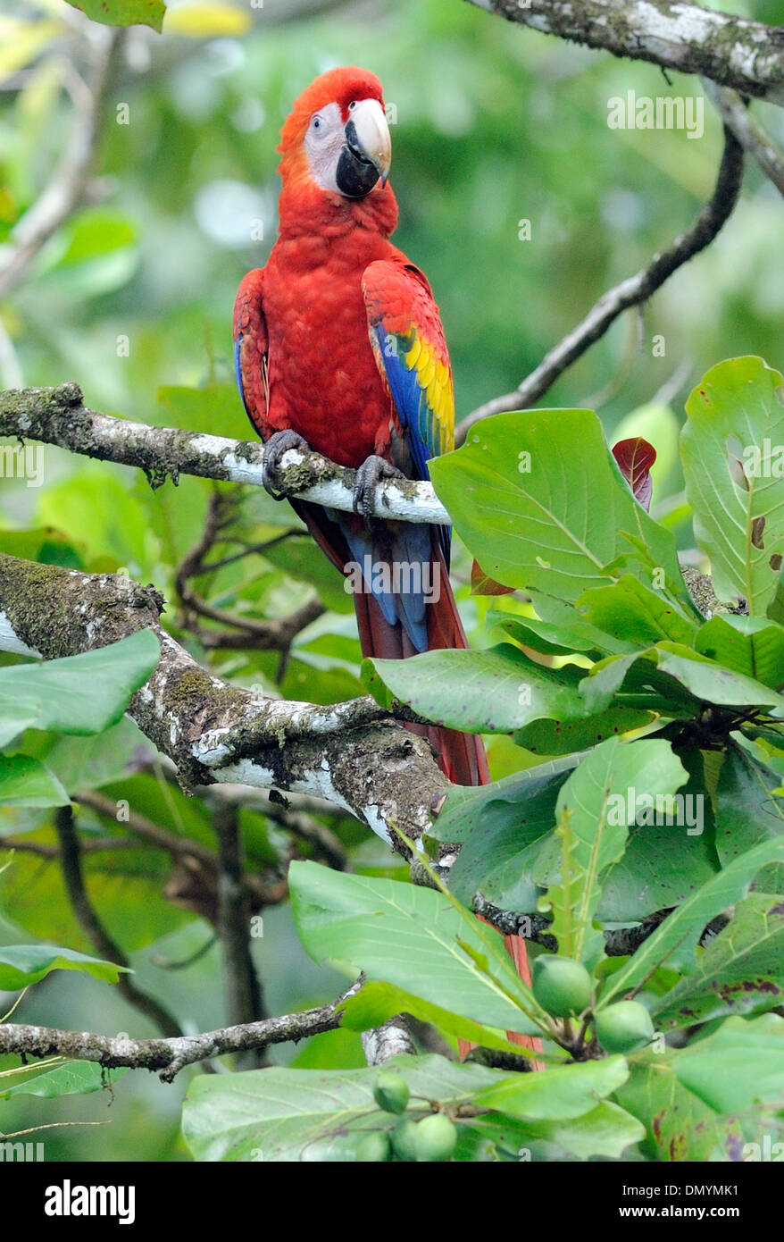 Un ara rouge (Ara macao) se nourrissant de fruits, de l'almendra, d'un amandier (Terminalia catappa), almendo. .Le Costa Rica Banque D'Images