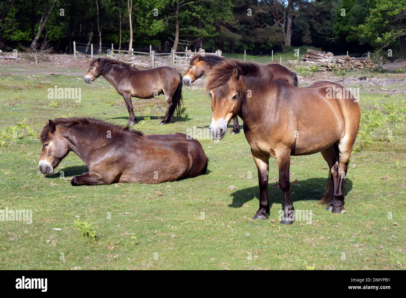 Sur poneys Exmoor commun Hindhead Banque D'Images