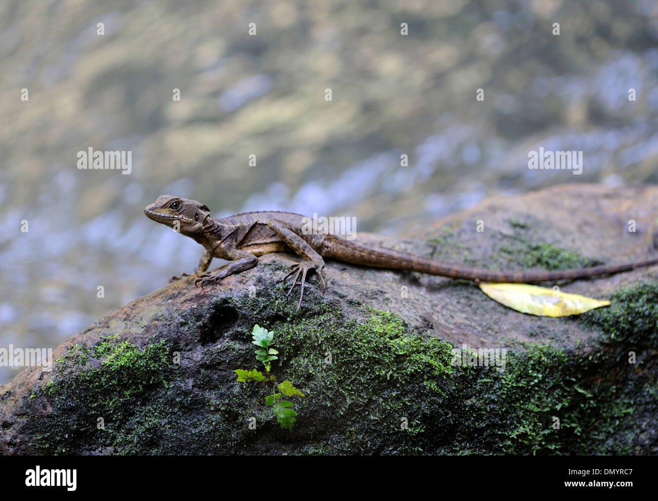 Un lézard sur un rocher moussu. Drake Bay, parc national de Corcovado, Banque D'Images