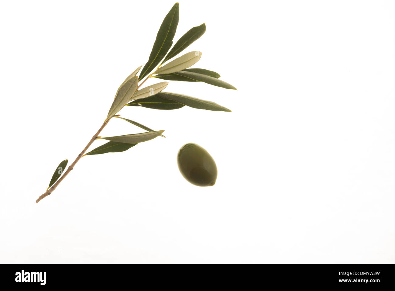Les feuilles d'Olives Banque D'Images