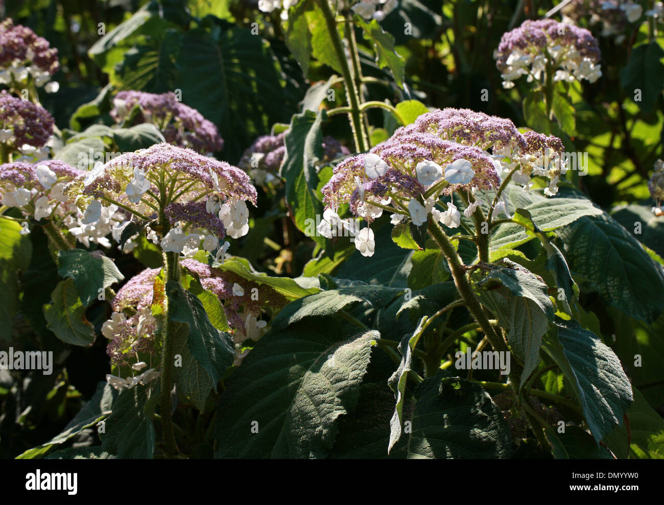 Sargent est l'Hydrangea ou Hortensia sargentiana, Lacecap, Hydrangeaceae, le sud et le centre du pays Banque D'Images