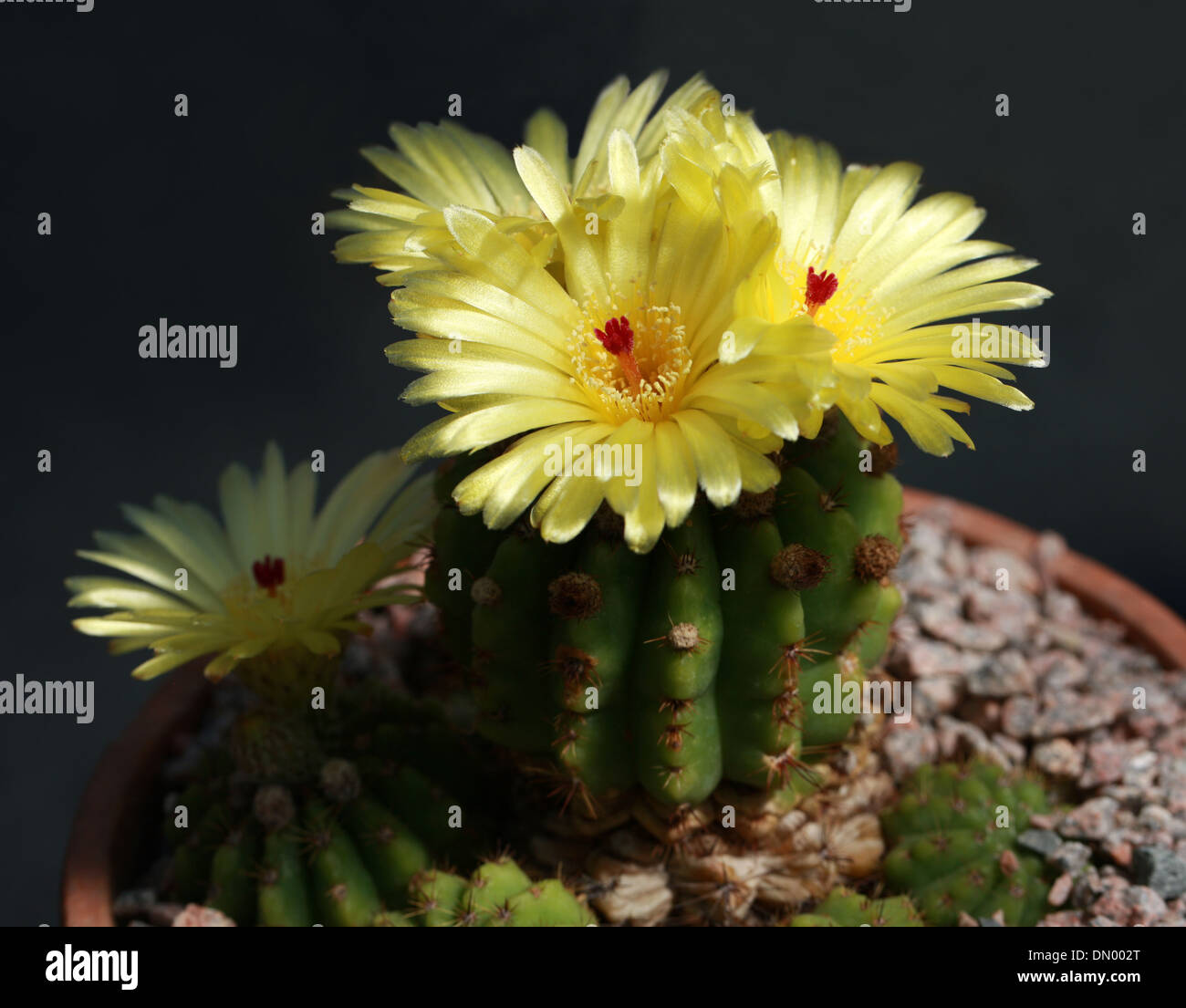 Cactus, Parodia muricata, Cactaceae. Le sud du Brésil. Banque D'Images