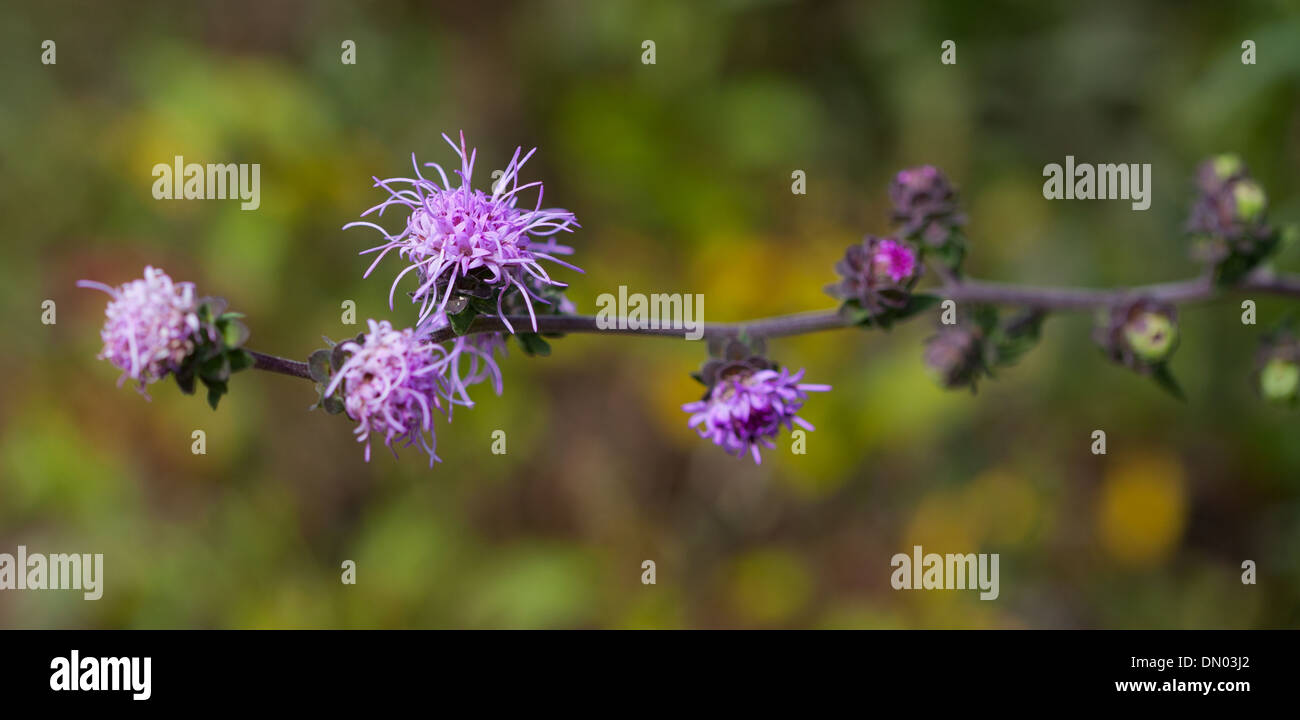 Tall (Liatris Liatris aspera) Banque D'Images