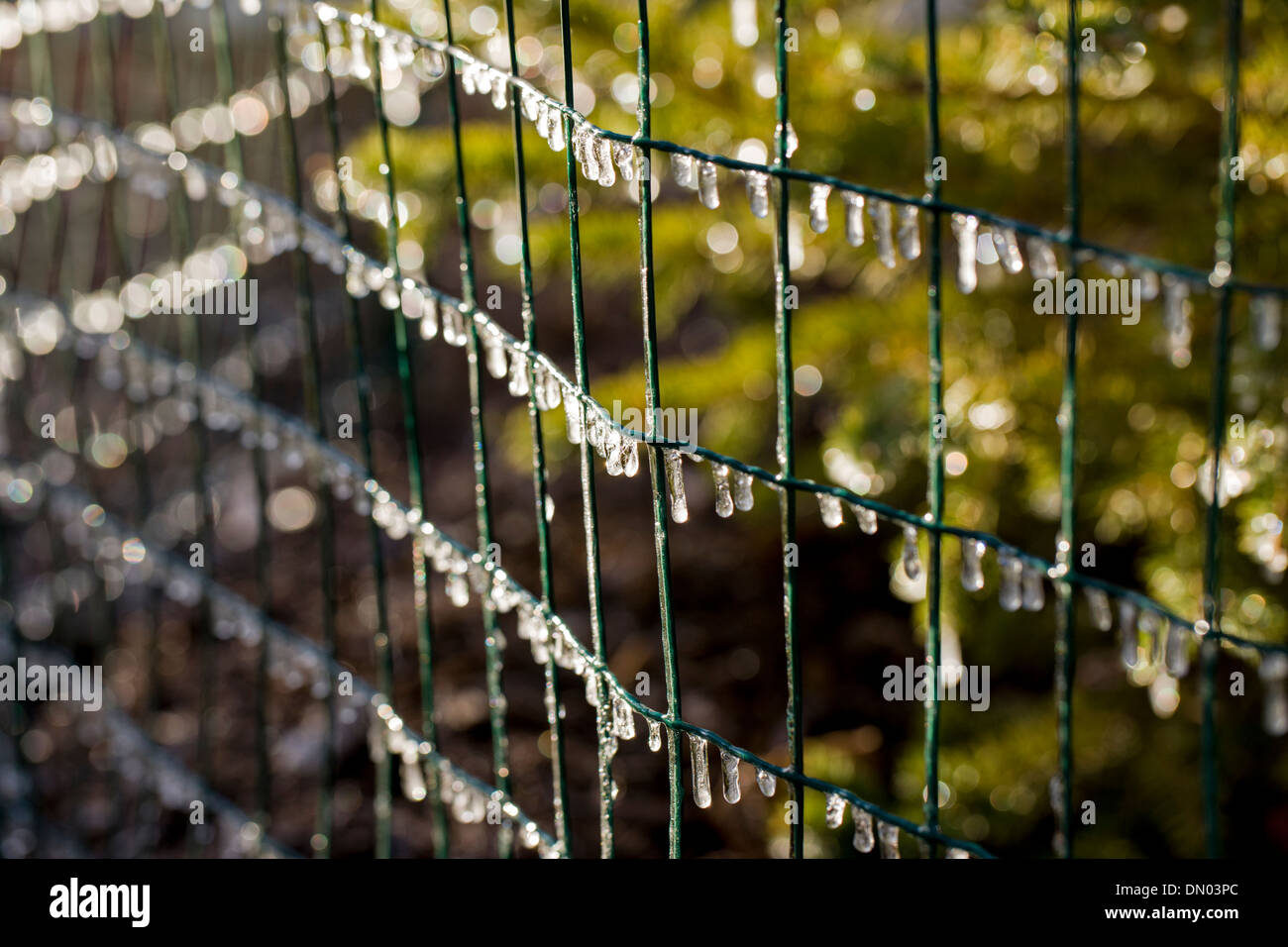 Close-up de gouttelettes d'eau bloqué sur un jardin clôture Banque D'Images