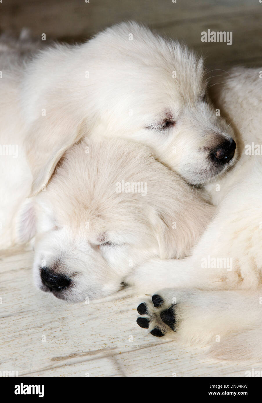 Chiots Golden Retriever de couleur platine (6 semaines) Banque D'Images