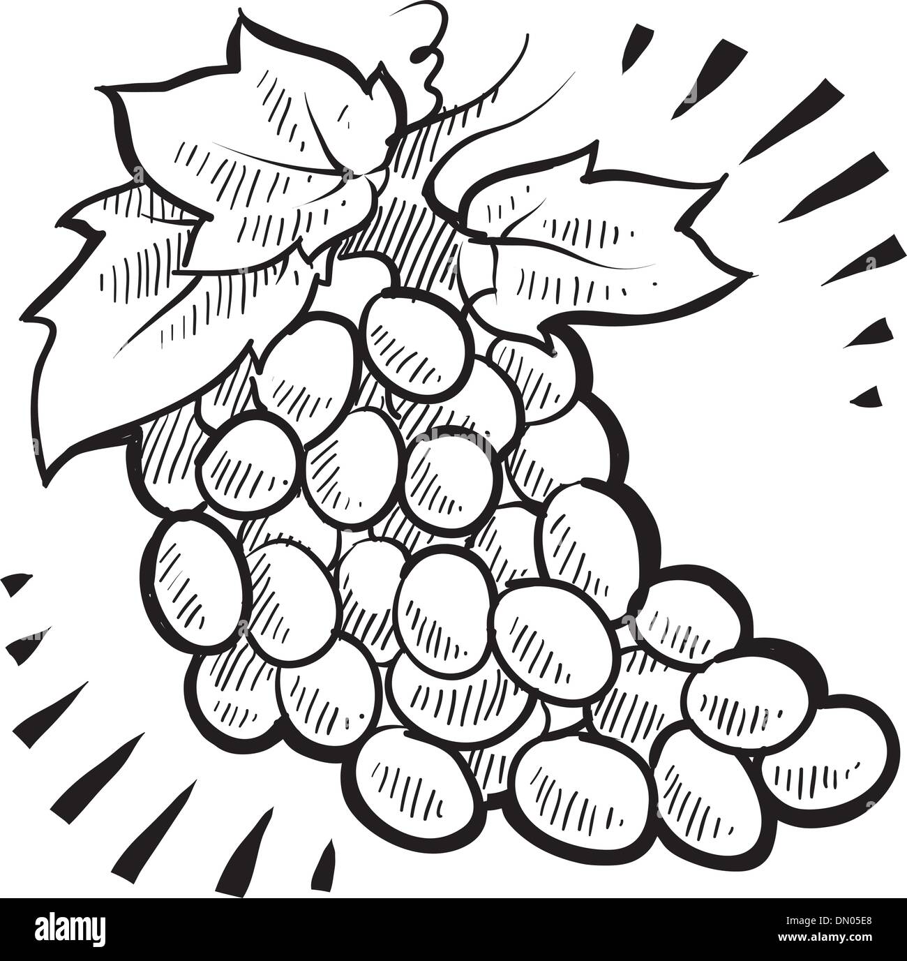 Grappe de raisins croquis Illustration de Vecteur